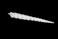 Archimedia archimeris 